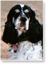 Ben Allan Wood (dog) — In loving memory, December 24, 2005 – June 28, 2010